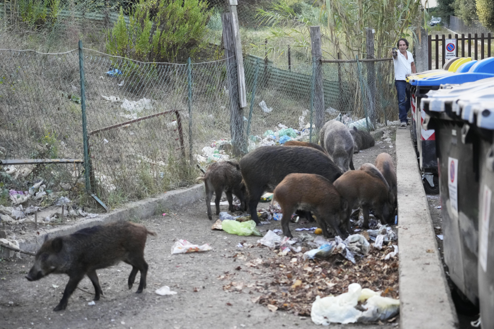 Italy Wild Boars