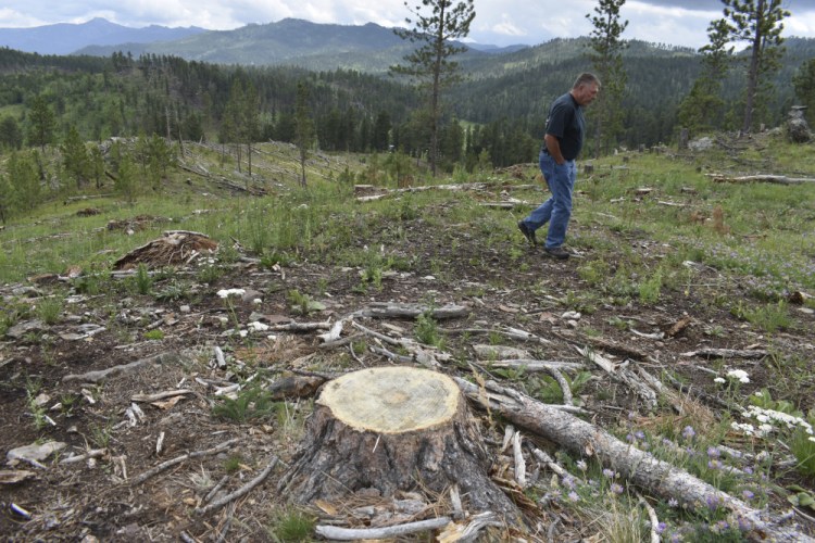 Blaine Cook, a retired U.S. Forest Service forest management scientist, walks through a logging site in the Black Hills National Forest in July near Custer City, S.D. Cook said his monitoring work last decade showed too many trees were being cut from the forest. 