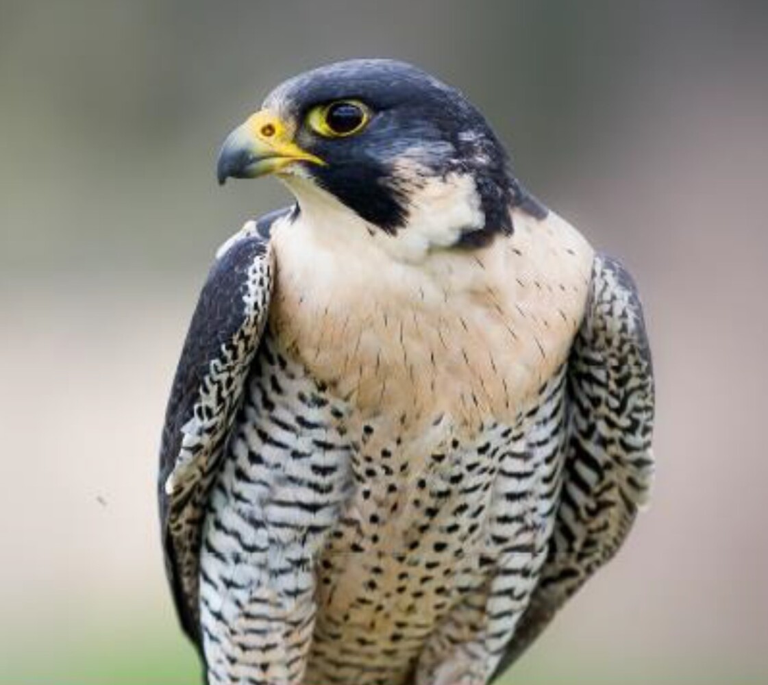 Falcon Nest Cams for 2020 | The Common Naturalist