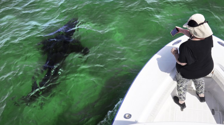 Mindi Moran of Portland, Maine, watches a great white shark swim past while on a shark watch with Dragonfly Sportfishing charters off the Massachusetts' coast of Cape Cod, on Aug. 17.
