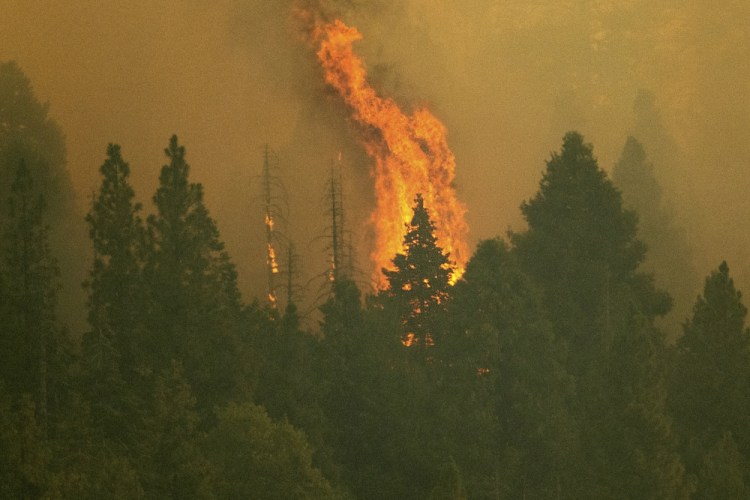The Windy Fire burns in Sequoia National Forest in California on Thursday. The fire has burned into the Peyrone Sequoia Grove and continues to threaten other sequoias, according to fire officials. 