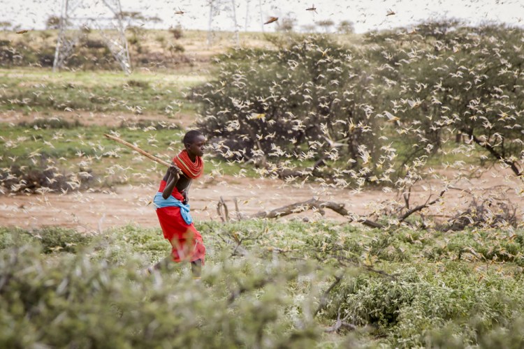 A Samburu boy uses a wooden stick to try to swat a swarm of desert locusts filling the air, as he herds his camel near the village of Sissia, in Samburu county, Kenya in January 2020. 