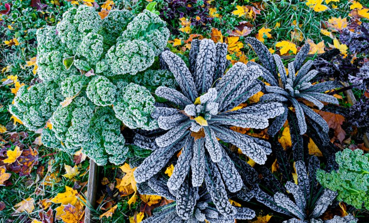 Plants such as kale are cold-weather hardy, but first frost will kill more tender vegetables in your garden.