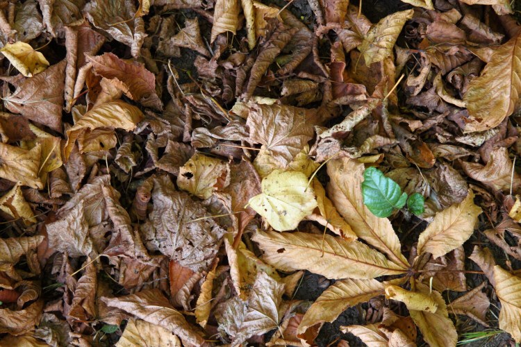 Leaves can be used to cover your garden in winter. Columnist Tom Atwell chops them up first and lets them age/decompose for a season first to make what's known as leaf mold.