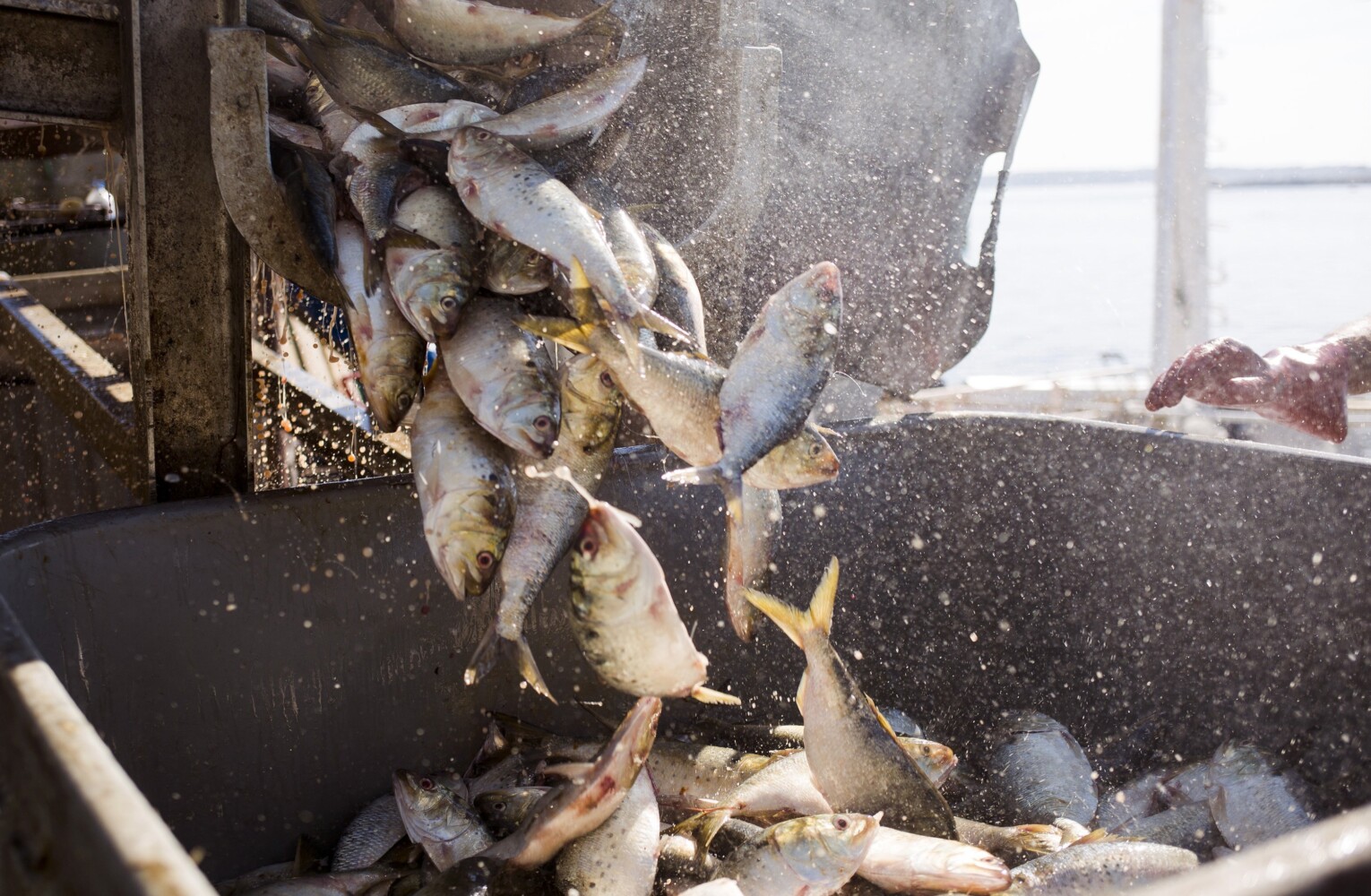 Maine fishermen are fighting to harvest more pogies, used as lobster bait