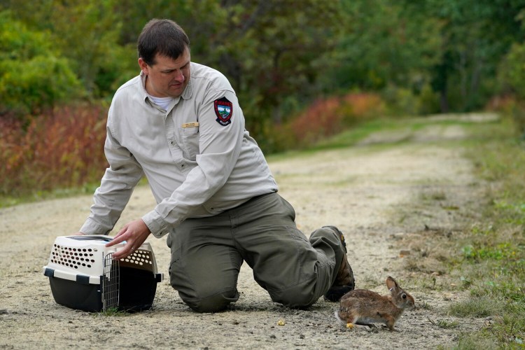 Cory Stearns, a wildlife biologist with the Maine Dept. of Inland Fisheries and Wildlife, releases a New England cottontail rabbit at the Wells National Estuarine Research Reserve, Thursday, Sept. 30, 2021, in Wells, Maine. Maine, New Hampshire and Rhode Island are working to restore the endangered species to its native land. (AP Photo/Robert F. Bukaty)