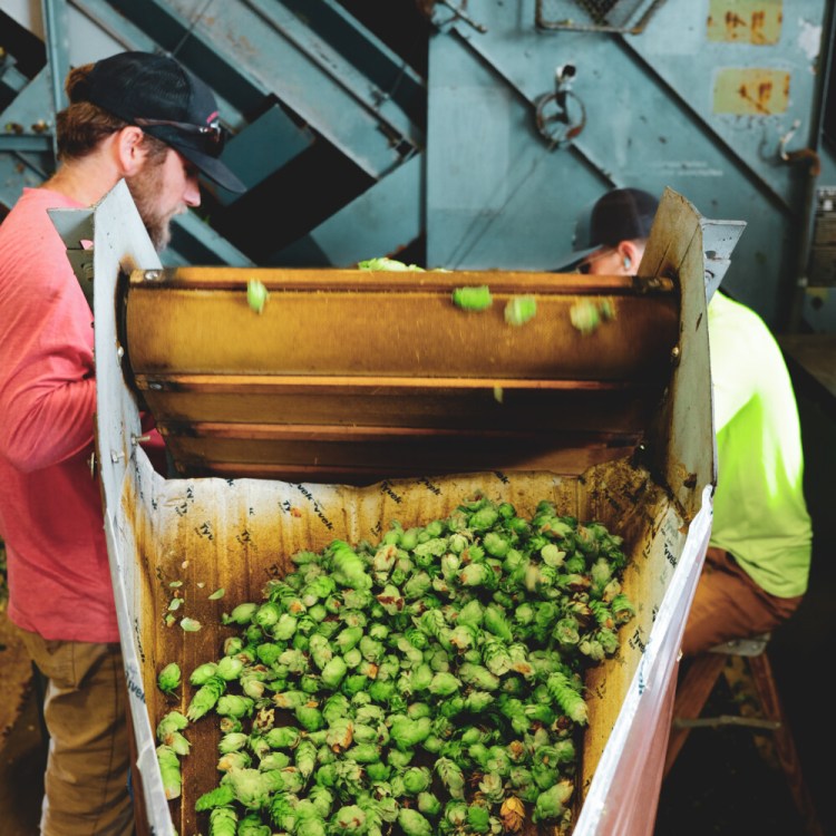 Mast Landing rushes to get fresh hops from The Hop Yard into its beer within an hour of picking them.