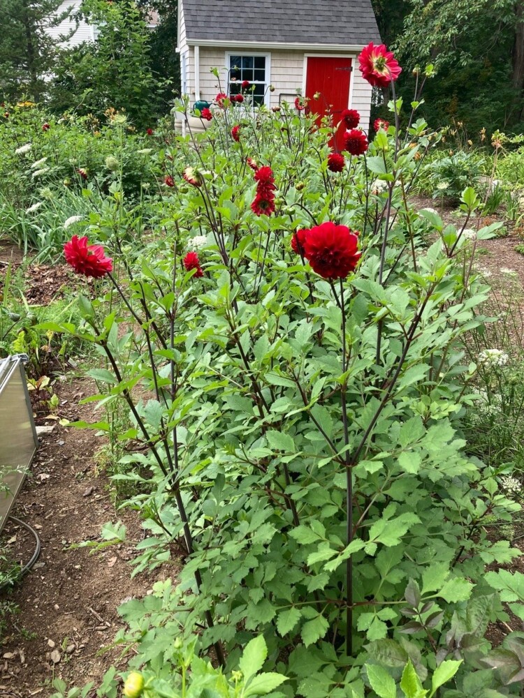 Dahlias, like these in columnist Tom Atwell's garden, cannot survive a Maine winter. The tubers must be dug up, stored and replanted the following spring. 
