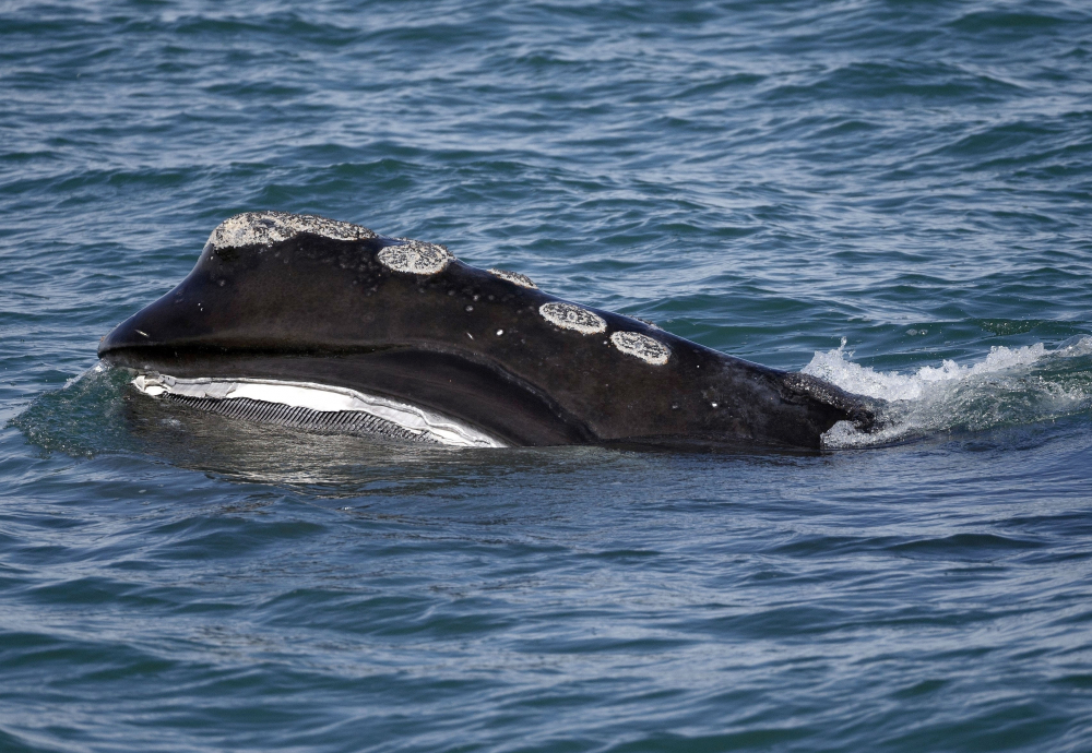 Right Whale Deaths