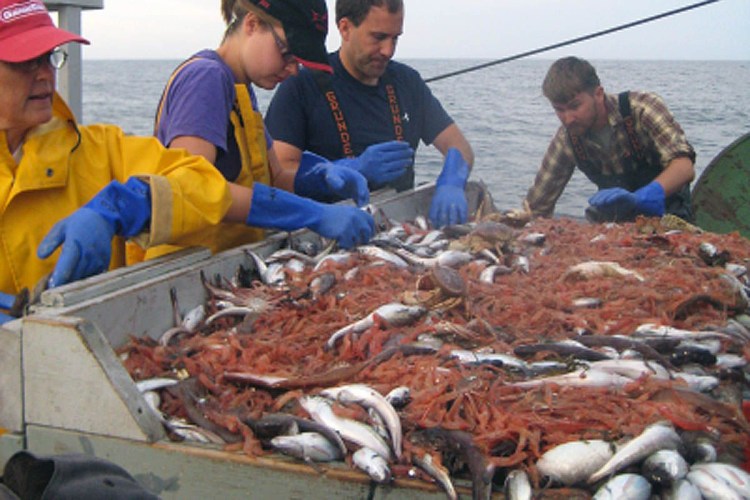 Scientists on a federal research vessel sort shrimp during a Gulf of Maine survey. Data from these types of surveys indicate that longfin squid may have played a significant role in the demise of northern shrimp in Maine. 