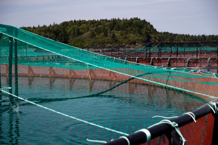 Fish pens owned by Cooke Aquaculture Inc. at Cobscook Bay’s Broad Cove in August. In the background is Shackford Head State Park. A new aquaculture internship program seeks to attract Maine's next generation of aquatic farmers.