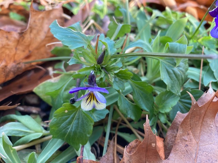 Johnny-jump-ups, aka violas, in bloom in Tom Atwell's garden. The plants have learned how to self-pollinate, according to a study reported on in the New York Times. 