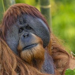 San Diego Orangutan Dies