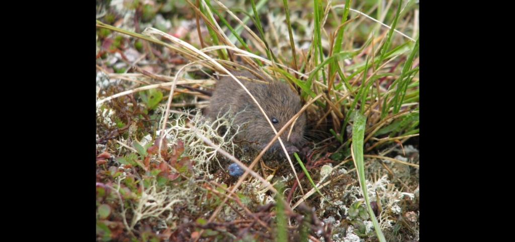 Photograph, Northern Bog Lemming