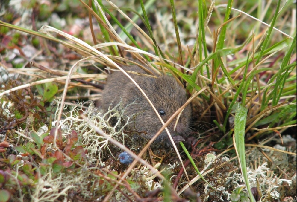 Lemming Suicide Myth, Alaska Department of Fish and Game