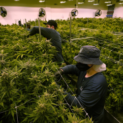 Marijuana Legalization Virginia