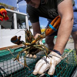 China Maine Lobster