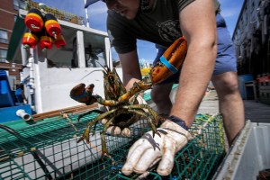 Right Whales Lobster Gear