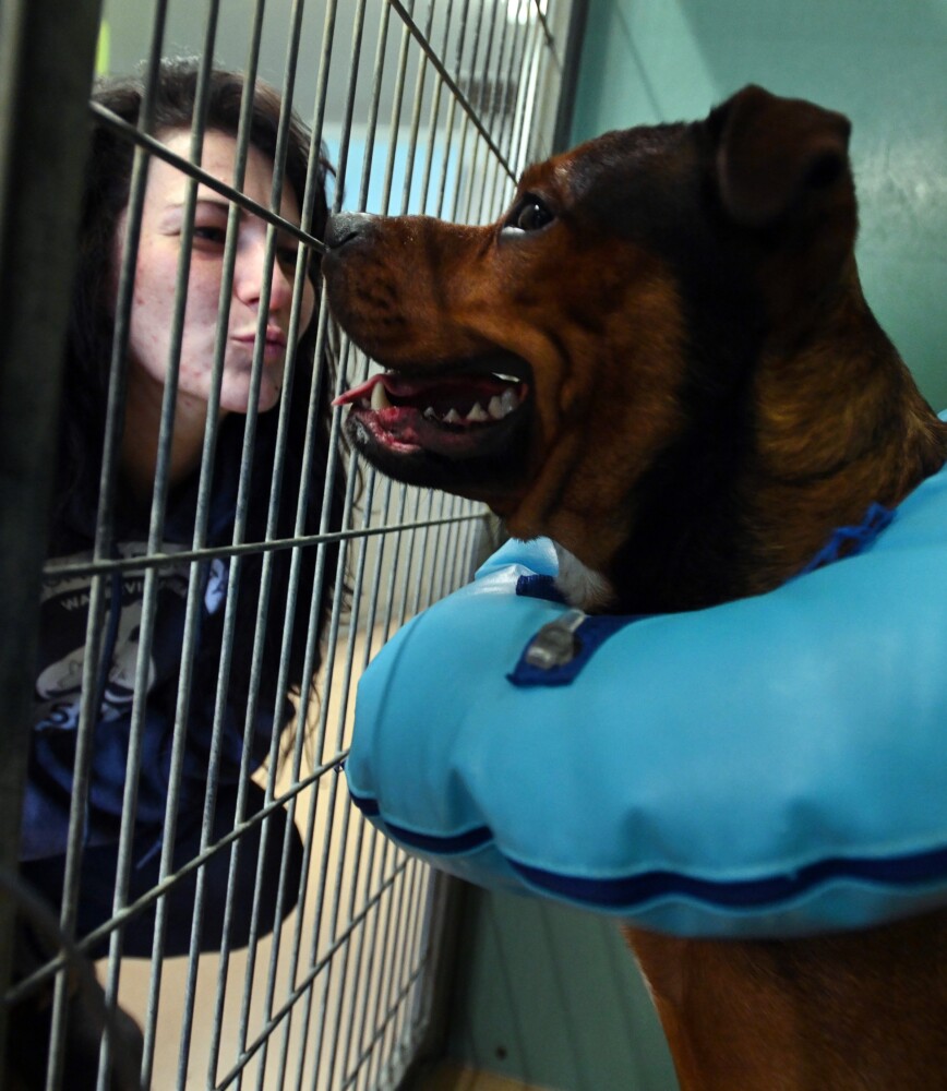 Waterville animal shelter gallery Kennebec Journal and Morning Sentinel