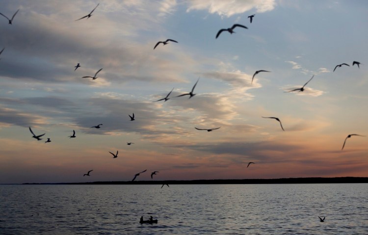 Maine's puffin colonies recovering in the face of climate change