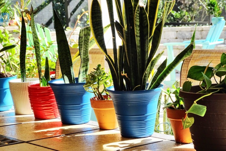 Give your houseplants a summer holiday outside. They may enjoy the sun and rain.