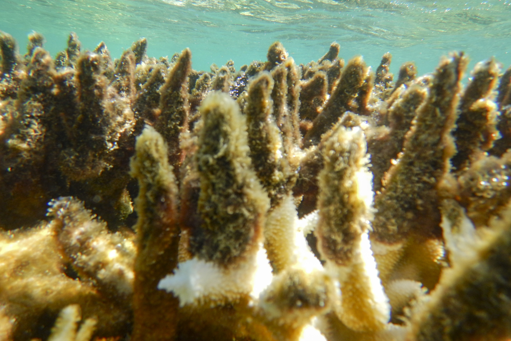 Australia Barrier Reef