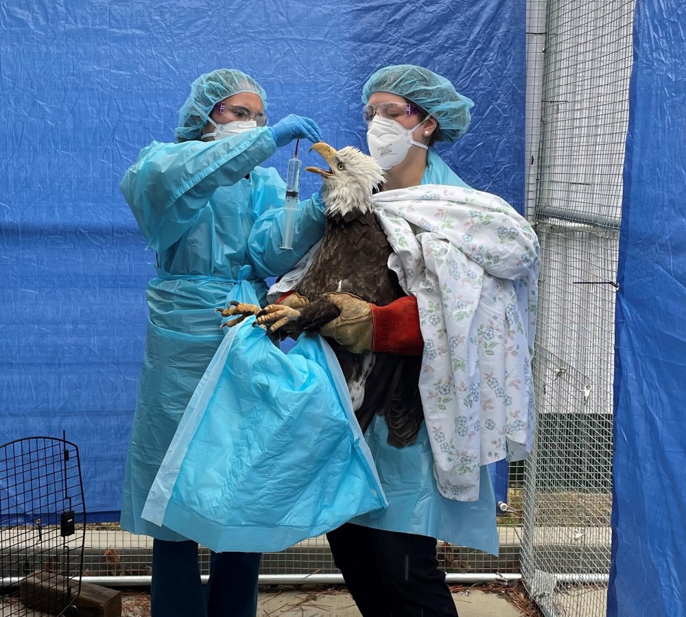 Bird Flu-Wild Birds