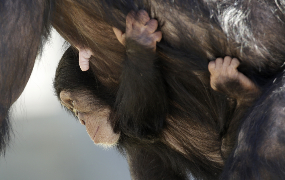 Chimpanzee-Sanctuary-Deaths