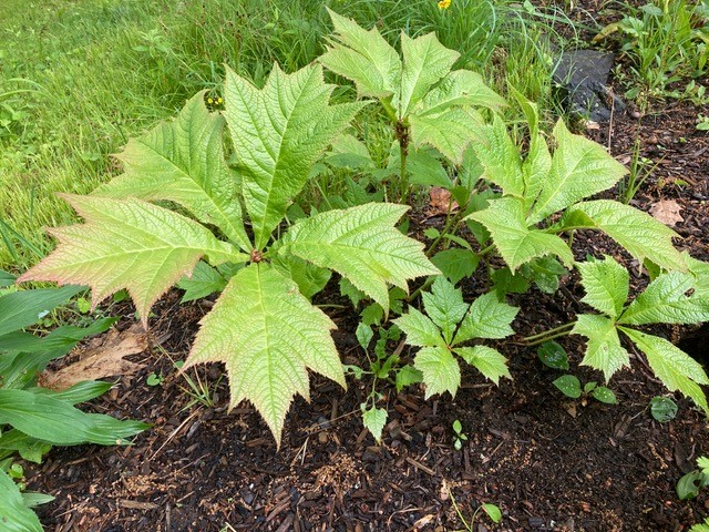 Tom and Nancy Atwell grow Rodgersia for its beautiful leaves. Every garden should have some, Atwell says. 