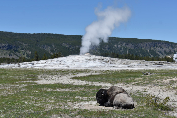 Yellowstone Bison-Man Gored