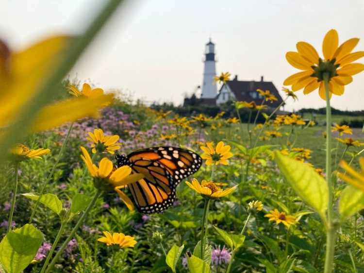 A monarch butterfly feeds on flowers in front of Portland Head Light at Fort Williams Park in late July 2021.
