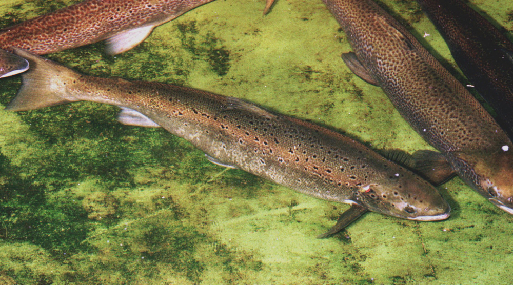 Salmon Preservation