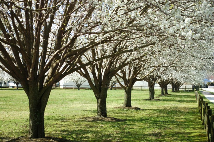 It's easy to see why the ‘Bradford’ pear became a popular ornamental tree. Unfortunately, it's invasive, and experts expect climate change to exacerbate its spread in the wild, where it competes with, and crowds out, native species that are critical to native wildlife.