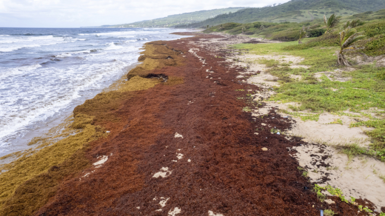 Barbados Seaweed Struggles