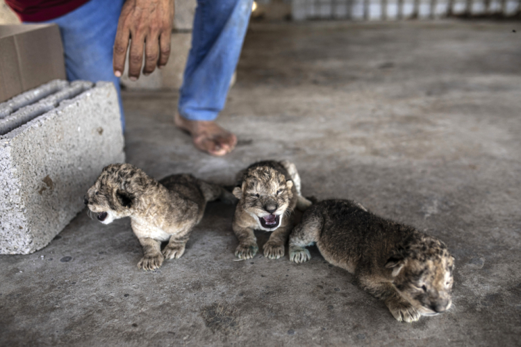 Palestinians Gaza Lion Cubs