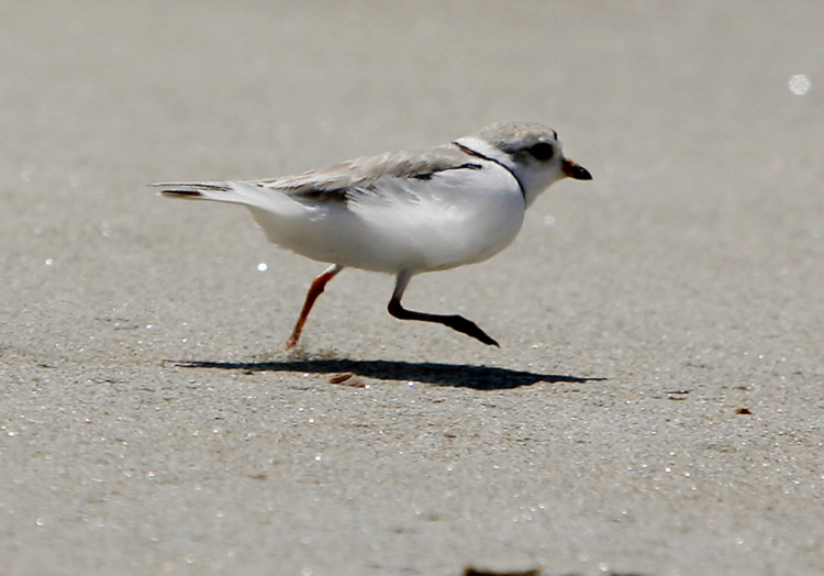 Piping Plover Maine