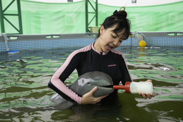 Thailand Baby Dolphin