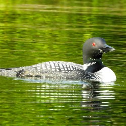 Lakes Region Sportsman: From Little Sebago to Coffee and Range ponds, May  is trout trolling time