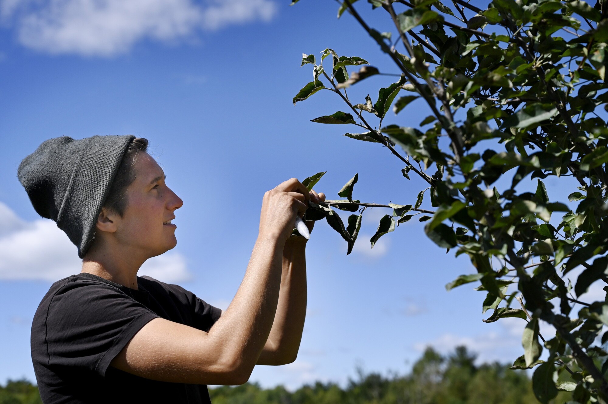 Fruit growth of the three phenotypically different apple varieties. a