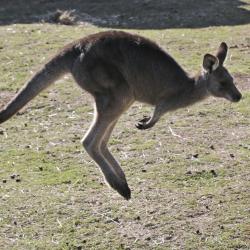 Australia Kangaroo Attack