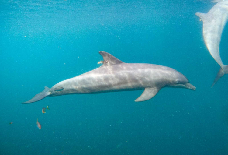 Indonesia Dolphins