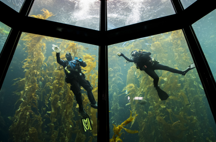 At the Monterey Bay Aquarium in California, divers work inside the Kelp Forest exhibit tank.