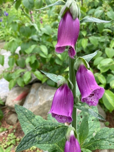 Digitalis purpurea, commonly known as foxgloves, are really not going to kill you, whatever your Smartphone app says. 