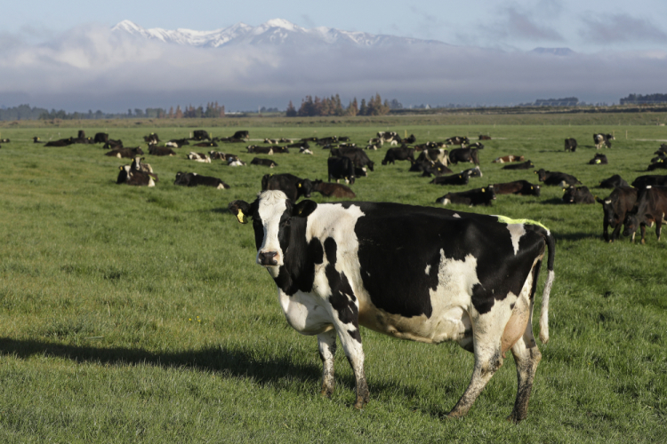 New Zealand Farm Emissions Tax