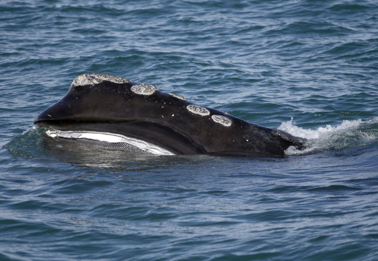 Right Whales Wind Power