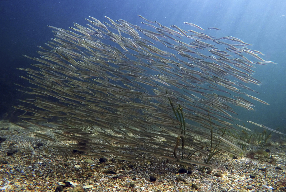 Warming Oceans Tiny Organisms