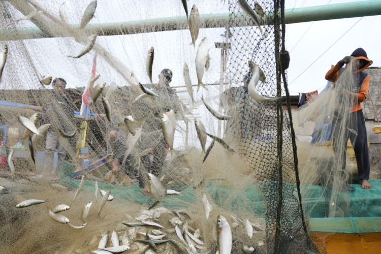 Ocean Fisheries Corruption