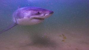 Cape Cod Sharks