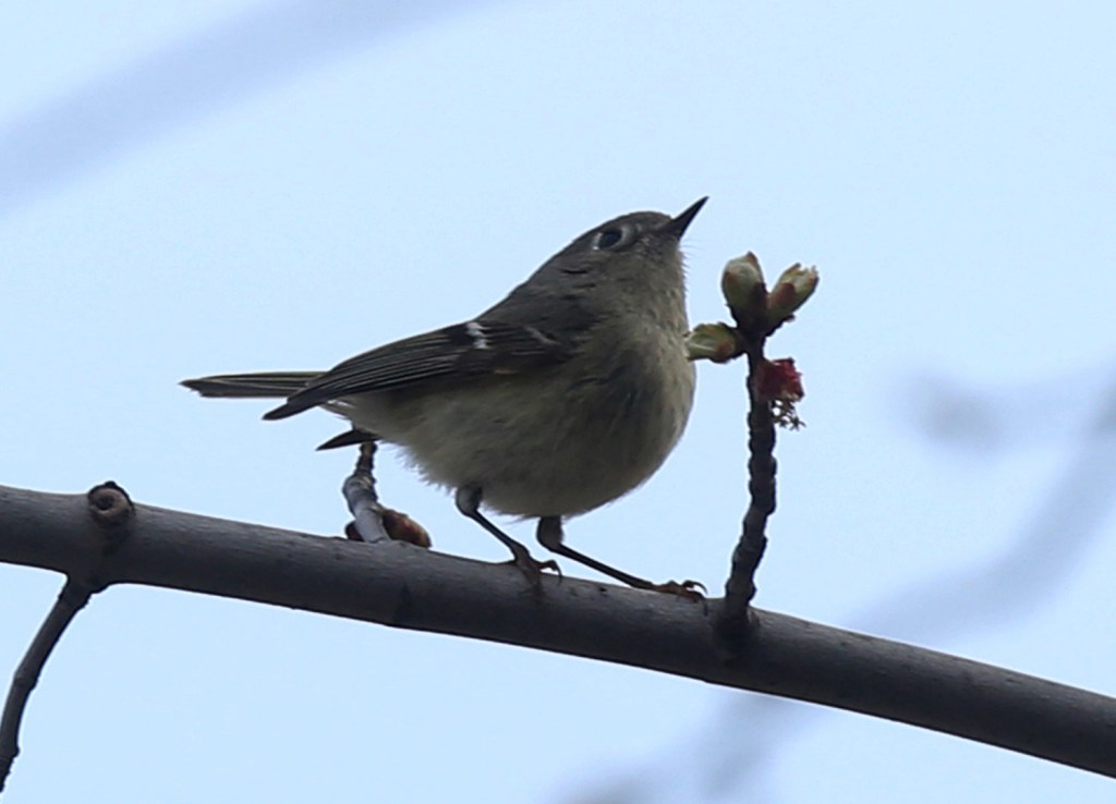 i.redd.it/are-the-grey-feathers-here-the-tail-or-t