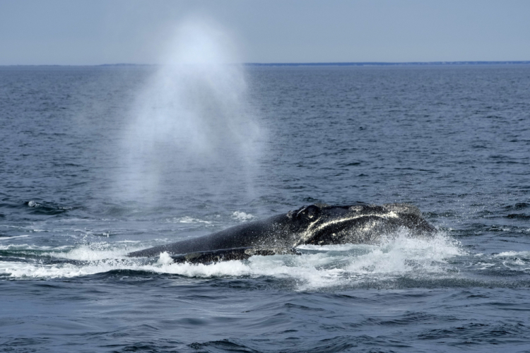 Endangered Species Act Whales Industry